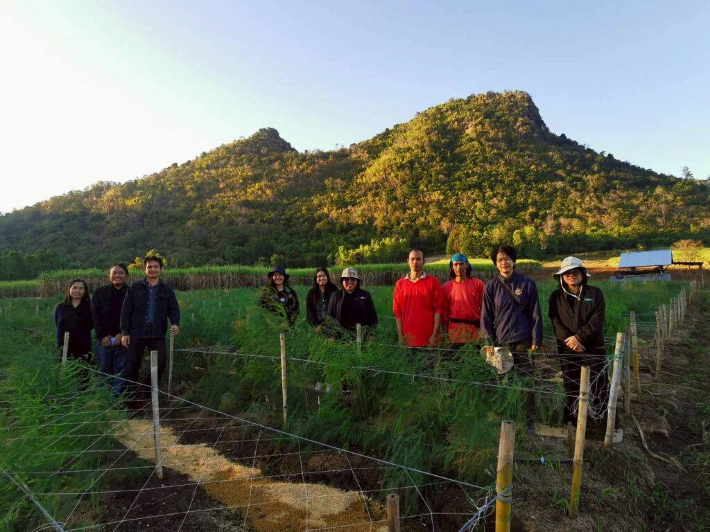 หน่อไม้ฝรั่ง 1